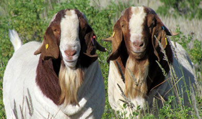 The Namibian Boer Goat Home